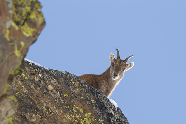 Lombardy, Italy. Ibex.