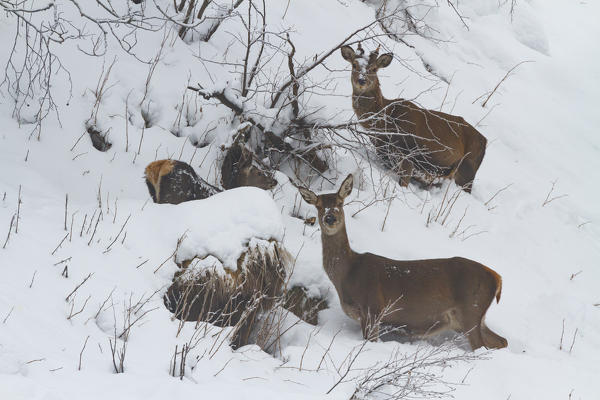 Lombardy, Italy. Red deer.