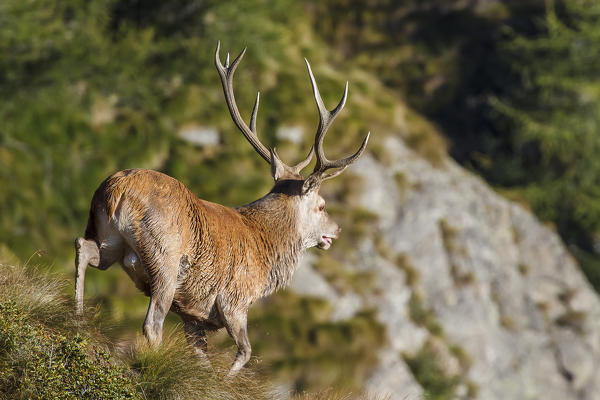 Lombardy, Italy. Red deer.