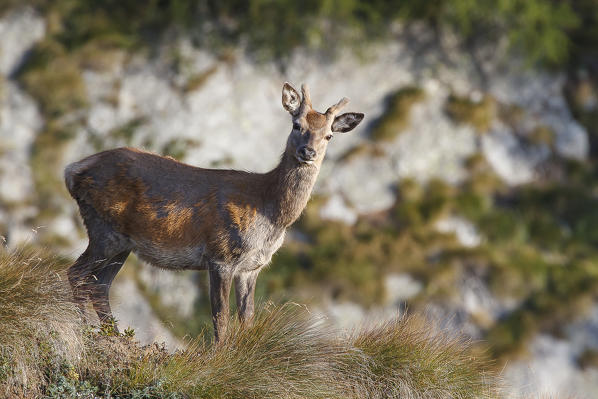 Lombardy, Italy. Red deer.