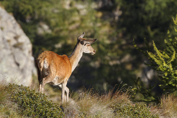 Lombardy, Italy. Red deer.