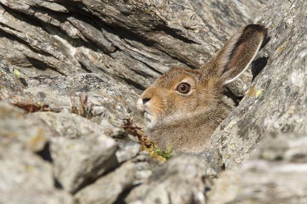 Lombardy, Italy. Mountain hare