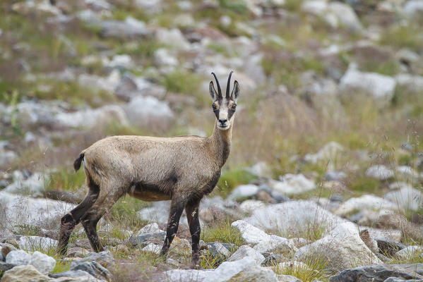 Lombardy, Italy. Chamois.