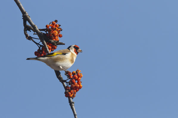 Lombardy, Italy. Goldfinch