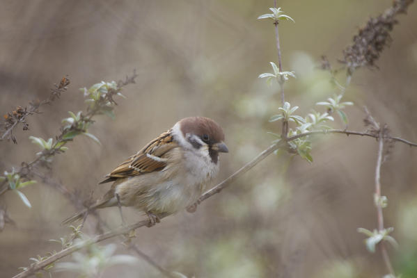 Sebino Natural Reserve, Lombardy, Italy. Tree Sparrow