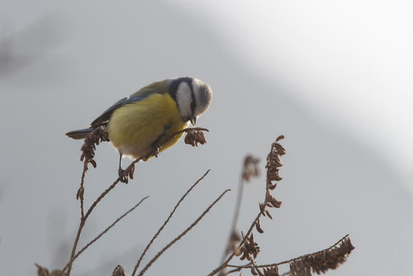 Sebino Natural Reserve, Lombardy, Italy. Blue tit