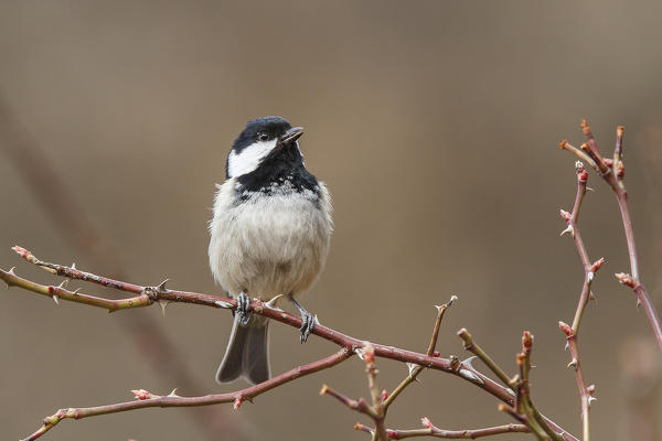 Stelvio National Park, lombardy, Italy. Coal Tit