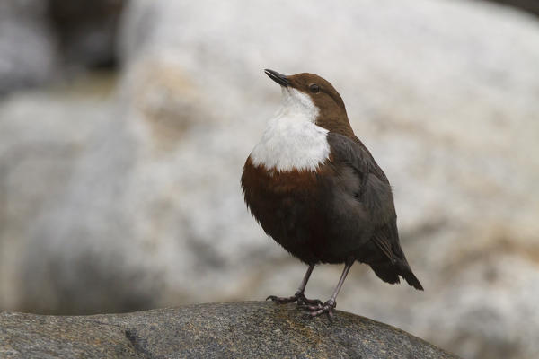 Lombardy, Italy. Dipper