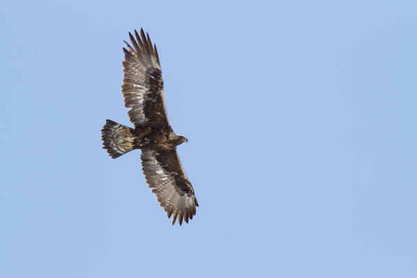 Stelvio National Park, Lombardy, Italy. Eagle