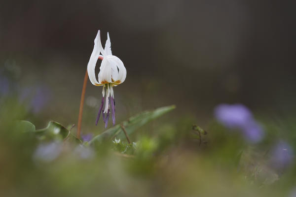 Lombardy, Italy. Dog's tooth violet
