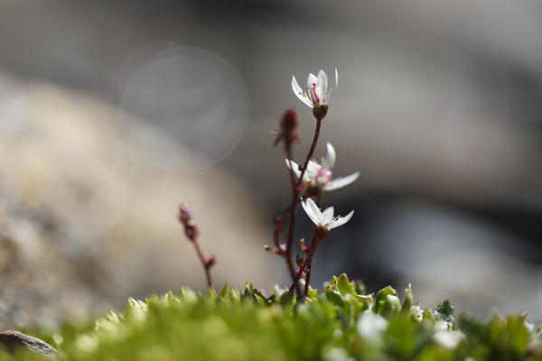Lombardy, Italy. Starry saxifrage
