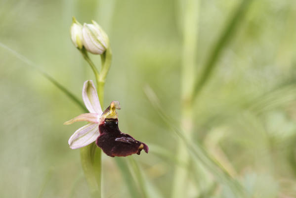 Lombardy, Italy. Ophrys bertolonii benacensis