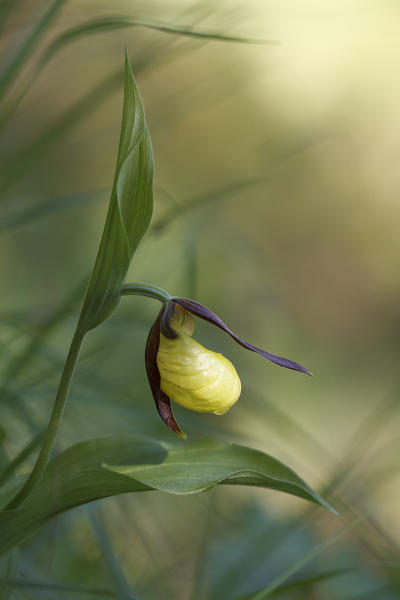 Lombardy, Italy. Yellow lady's slipper
