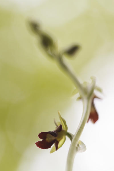 Lombardy, Italy. Fly orchid
