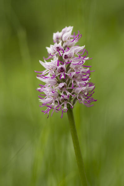 Lombardy, Italy. Monkey orchid
