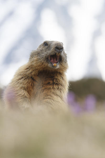 Stelvio National Park, Lombardy, Italy. Alpine marmot.