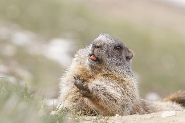 Stelvio National Park, Lombardy, Italy. Alpine marmot.