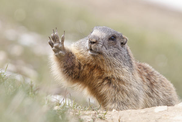 Stelvio National Park, Lombardy, Italy. Alpine marmot.