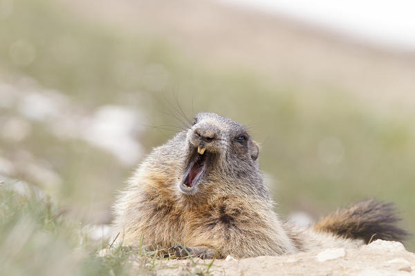 Stelvio National Park, Lombardy, Italy. Alpine marmot.