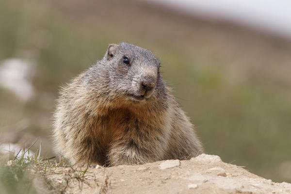Stelvio National Park, Lombardy, Italy. Alpine marmot.