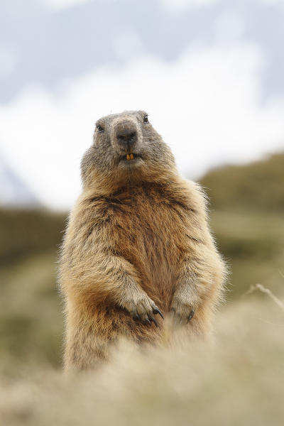 Stelvio National Park, Lombardy, Italy. Alpine marmot.