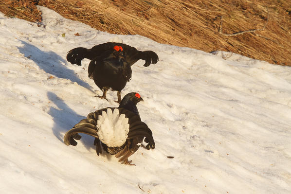 Lombardy, Italy. Black grouse.