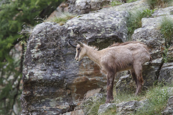 Lombardy, Italy. Chamois.