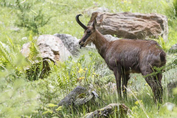 Lombardy, Italy. Chamois.