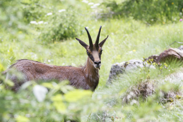 Lombardy, Italy. Chamois.