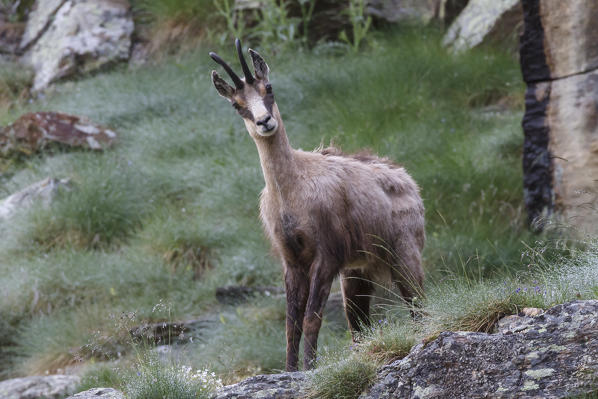 Lombardy, Italy. Chamois.