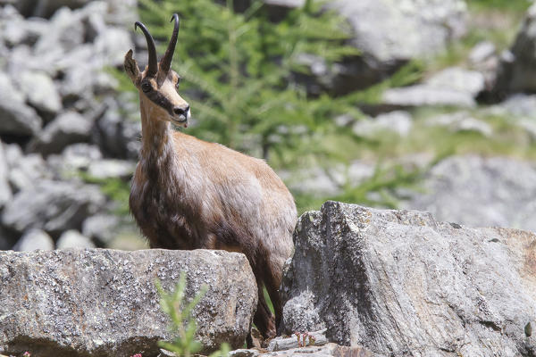Lombardy, Italy. Chamois.