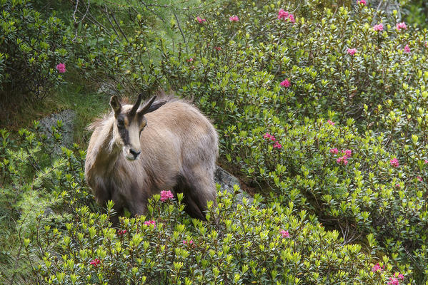 Lombardy, Italy. Chamois.