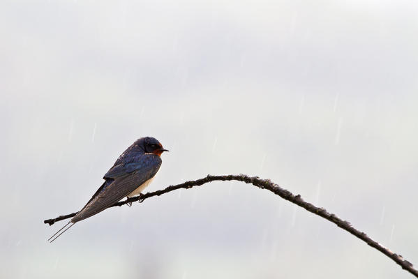 Sebino Natural Reserve, Lombardy. Swallow under rain 