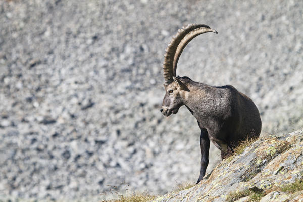 Lombardy, Italy. Ibex.