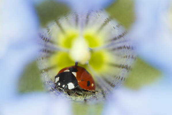 Stelvio National Park, Lombardy, Italy. Ladybug in a gentian 