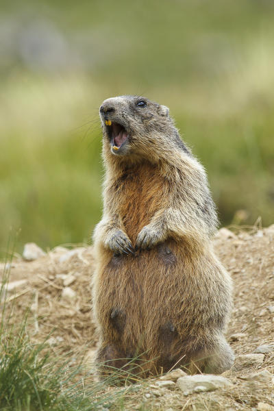 Stelvio National Park, Lombardy, Italy. Alpine marmot.