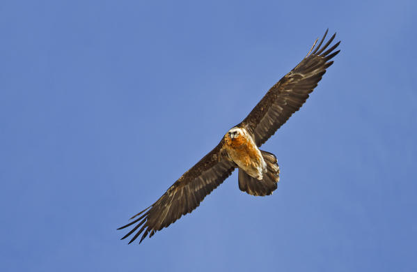 Stelvio National Park, Lombardy. Bearded Vulture