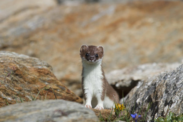 Stelvio National Park, Lombardy. Italy. Ermine