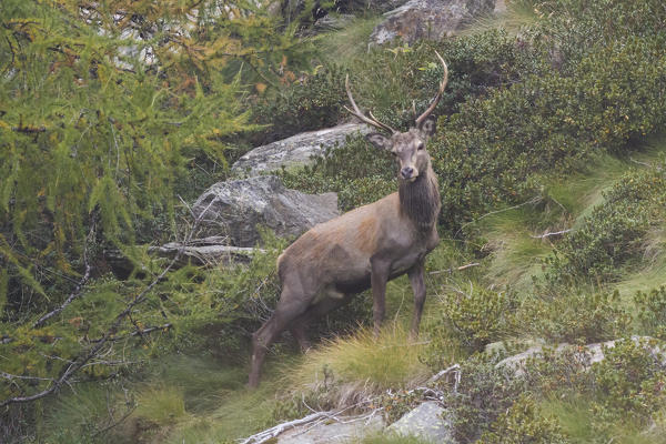Lombardy, Italy. Red deer.