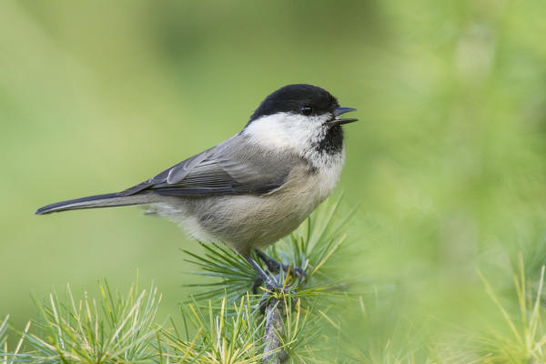 Stelvio National Park, lombardy, Italy. Willow tit