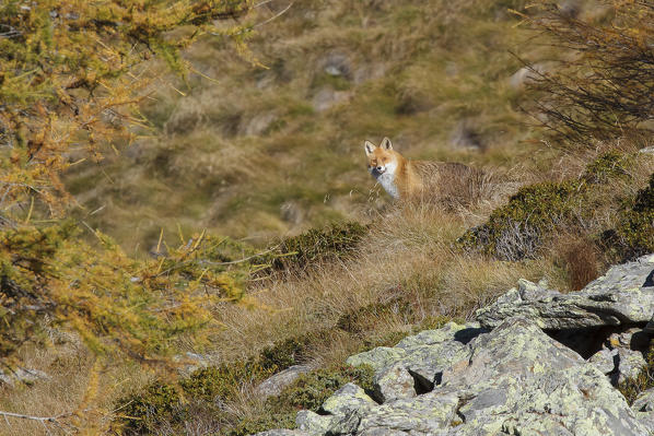 Stelvio National Park, lombardy, Italy. Red fox.