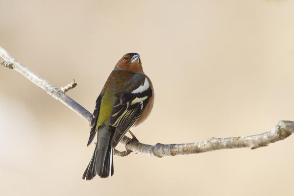Stelvio National Park, lombardy, Italy. Chaffinch