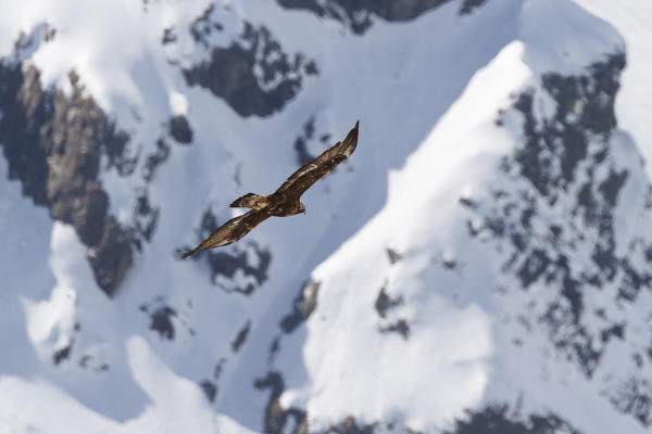 Stelvio National Park, Lombardy, Italy. Eagle