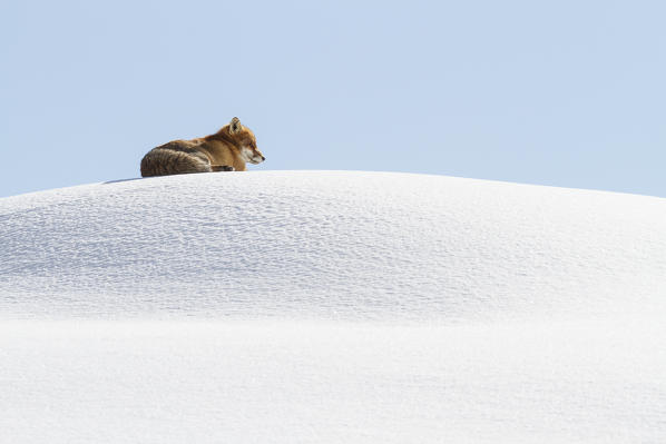 Gran Paradiso National Park, Piedmont, Italy. Red fox.