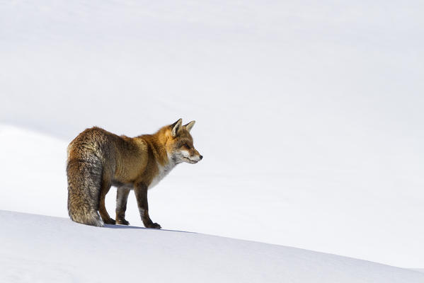 Gran Paradiso National Park, Piedmont, Italy. Red fox.