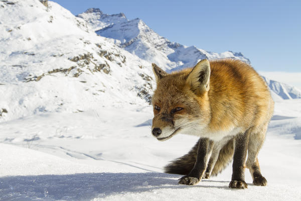 Gran Paradiso National Park, Piedmont, Italy. Red fox.