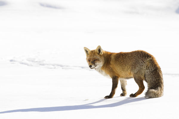 Gran Paradiso National Park, Piedmont, Italy. Red fox.