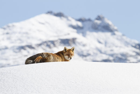 Gran Paradiso National Park, Piedmont, Italy. Red fox.