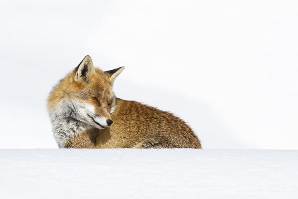 Gran Paradiso National Park, Piedmont, Italy. Red fox.