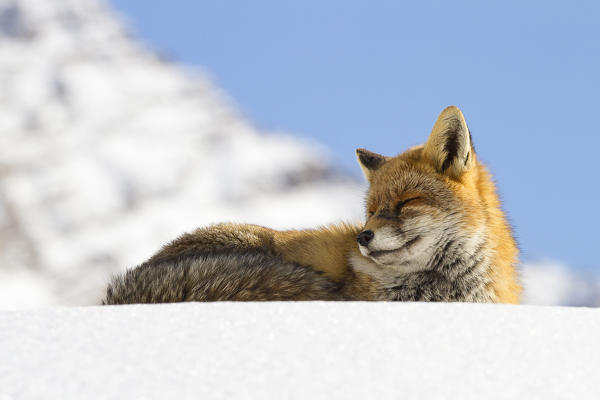 Gran Paradiso National Park, Piedmont, Italy. Red fox.